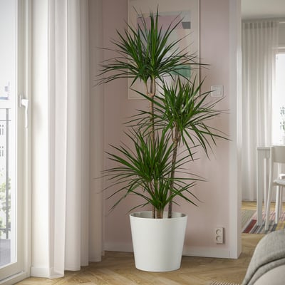 DRACAENA MARGINATA Pianta da vaso, Dracaena Marginata/4 steli, 27 cm