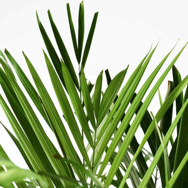 DYPSIS LUTESCENS Pianta da vaso, Areca, 24 cm