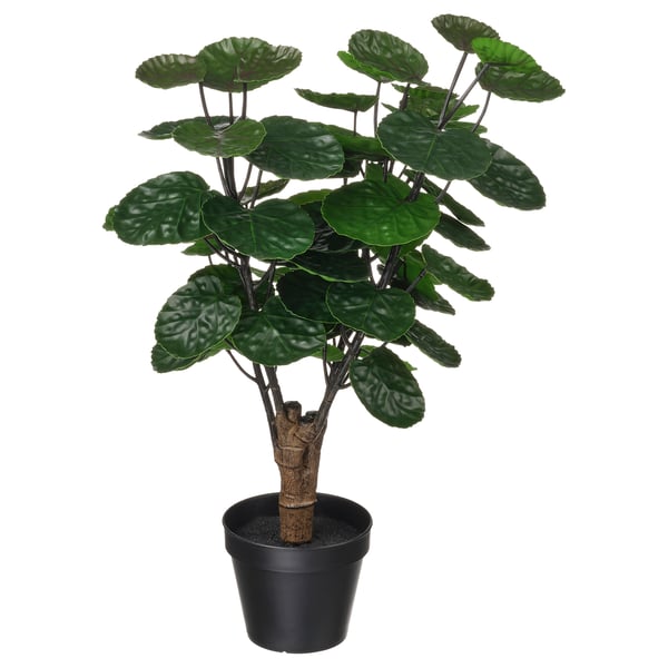 FEJKA Pianta artificiale in vaso, da interno/esterno Aralia, 12 cm