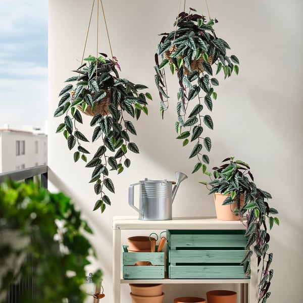 FEJKA Pianta artificiale in vaso, da interno/esterno cissus/a sospensione, 15 cm