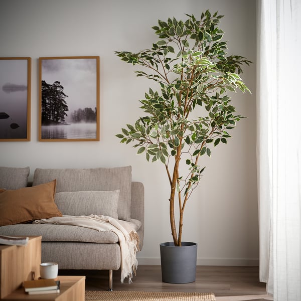 FEJKA Pianta artificiale in vaso, da interno/esterno/Ficus benjamina, 23 cm