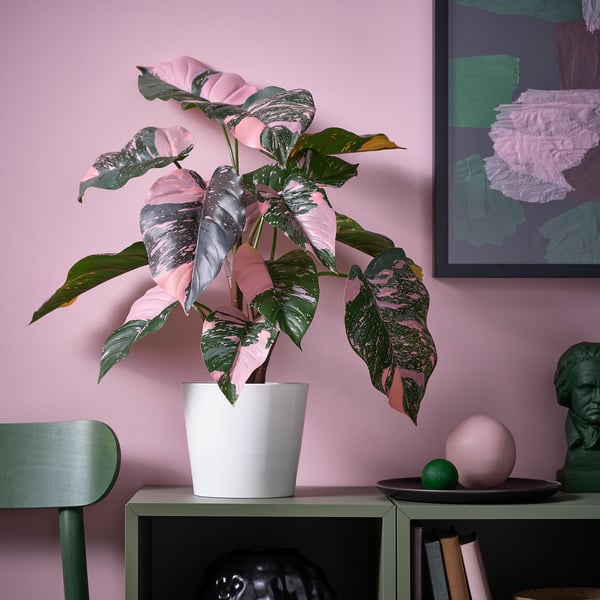 FEJKA Pianta artificiale in vaso, da interno/esterno Filodendro/verde/rosa, 15 cm