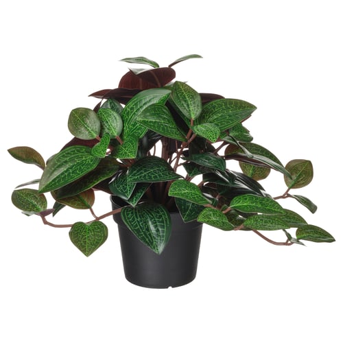 FEJKA Pianta artificiale in vaso, da interno/esterno Ludisia, 9 cm