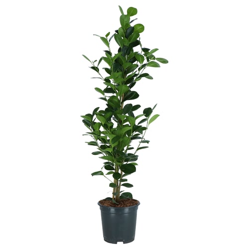 FICUS MICROCARPA Pianta da vaso, ficus ginseng, 19 cm