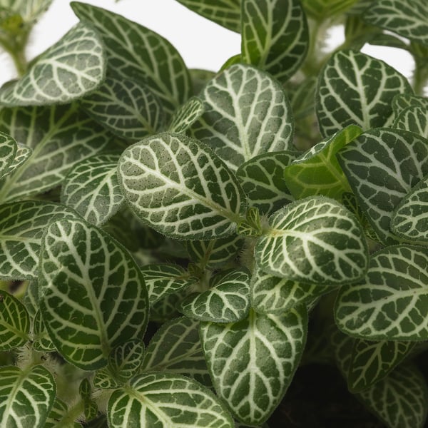 HYPOESTES Pianta da vaso, pianta a pois/specie varie, 12 cm