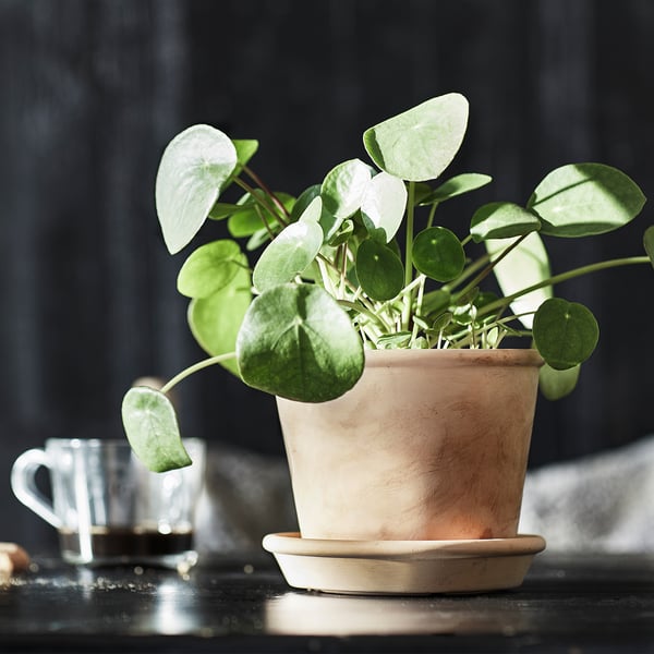 MUSKOTBLOMMA Vaso con sottovaso, da interno/esterno terracotta, 12 cm