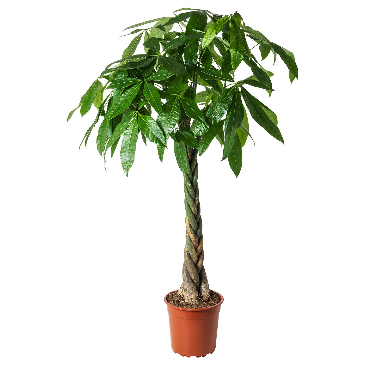 PACHIRA AQUATICA Pianta da vaso, Pachira, 27 cm