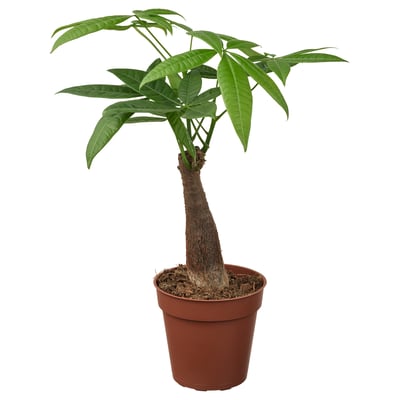 PACHIRA AQUATICA Pianta da vaso, Pachira, 9 cm