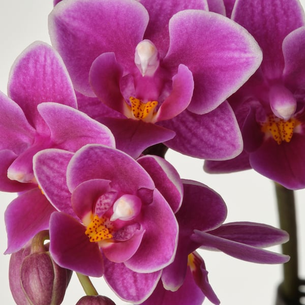 PHALAENOPSIS Pianta da vaso, Orchidea colori vari, 6 cm