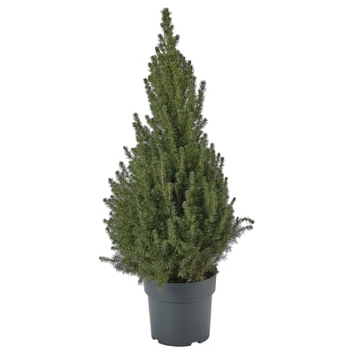 PICEA GLAUCA CONICA Pianta da vaso, abete bianco, 23 cm