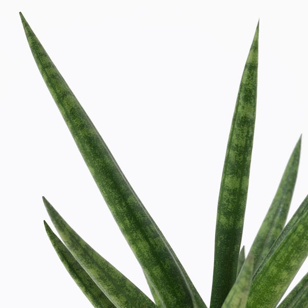 SANSEVIERIA Pianta con vaso, Sansevieria cylindrica colori vari, 6 cm