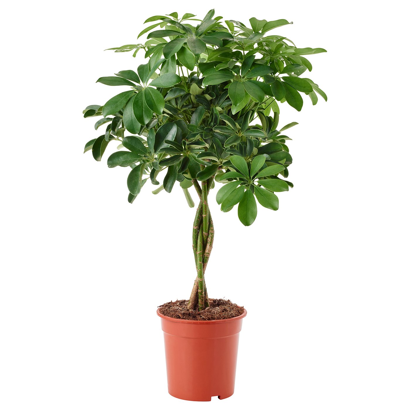 SCHEFFLERA ARBORICOLA Pianta da vaso, ./stelo intrecciato, 19 cm