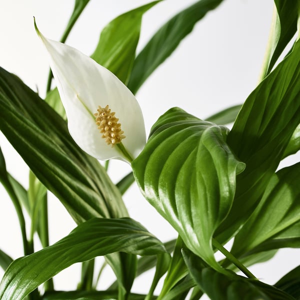 SPATHIPHYLLUM Pianta da vaso, ., 12 cm