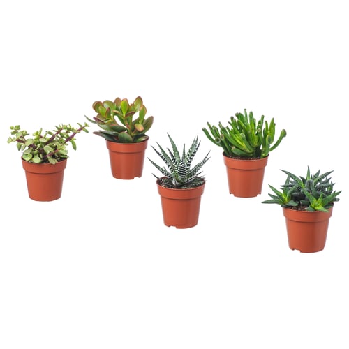 SUCCULENT Pianta da vaso, specie varie/Succulenta, 9 cm
