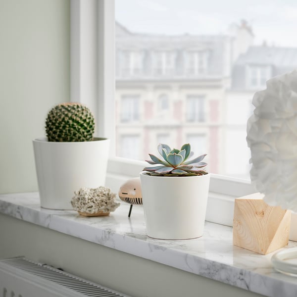SUCCULENT Pianta da vaso, specie varie/Succulenta, 9 cm