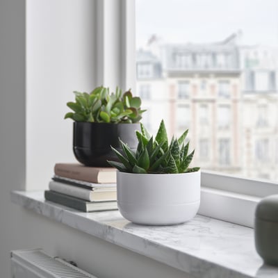 SUCCULENT Pianta da vaso, Succulenta colori vari, 14 cm