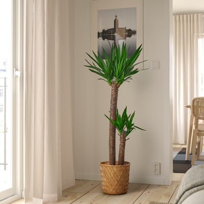 YUCCA ELEPHANTIPES Pianta da vaso, ./2 steli, 24 cm