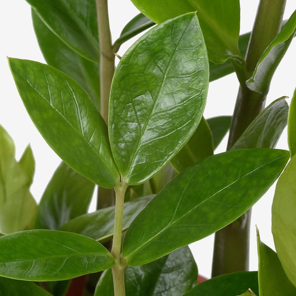 ZAMIOCULCAS Pianta da vaso, Aracea, 17 cm