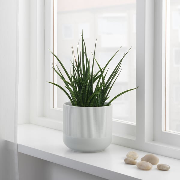 GRADVIS Macetero, gris, 15 cm