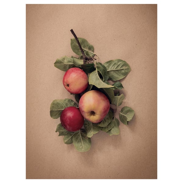 PJÄTTERYD Cuadro, hojas con manzanas, 30x40 cm