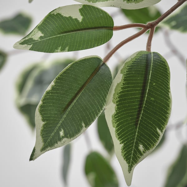 FEJKA Planta artificial, Interior / exterior/Ficus benjamina, 23 cm