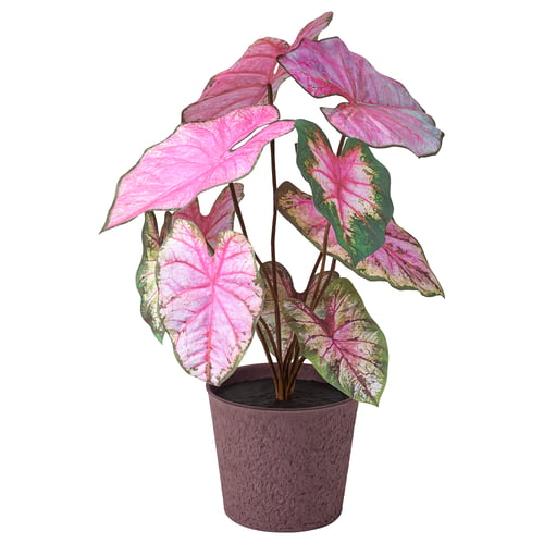 SMÅTÄRNA Planta artificial, Papel/Caladio, 14 cm