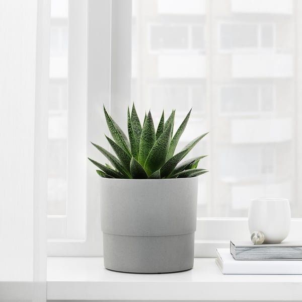 Sukulent v květináči NYPON u okna, s knihami a vázou. Alternativa: sukulentní v šedém květináči NYPON u okna, s knihami a vázou.