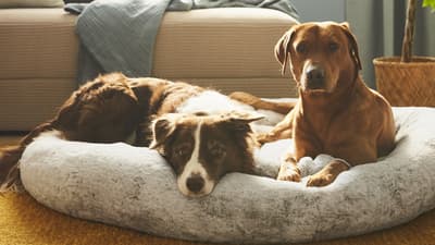 Pet products