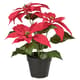 Holiday pots & plants