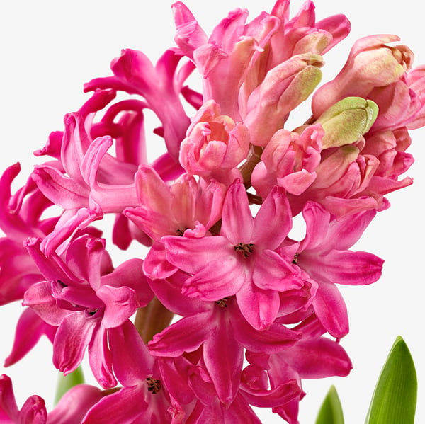 HYACINTHUS Potted plant, 1 bulb, Hyacinth assorted colours, 8 cm