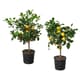 Plants