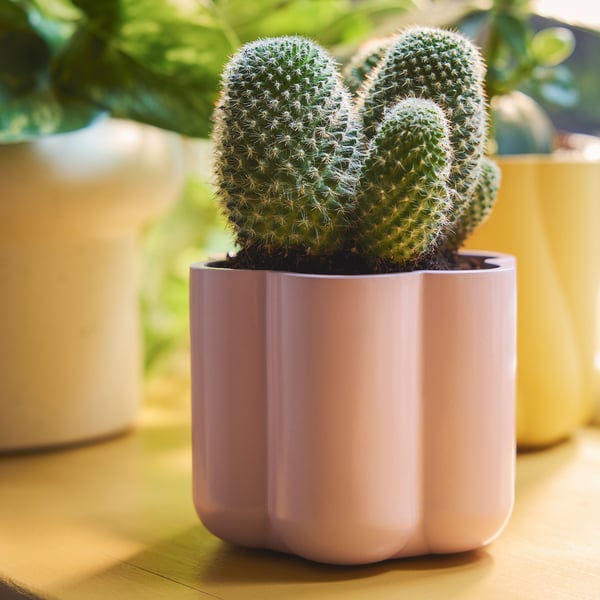 Small cactus in light pink, ribbed pot on wooden table with blurred greenery in background.