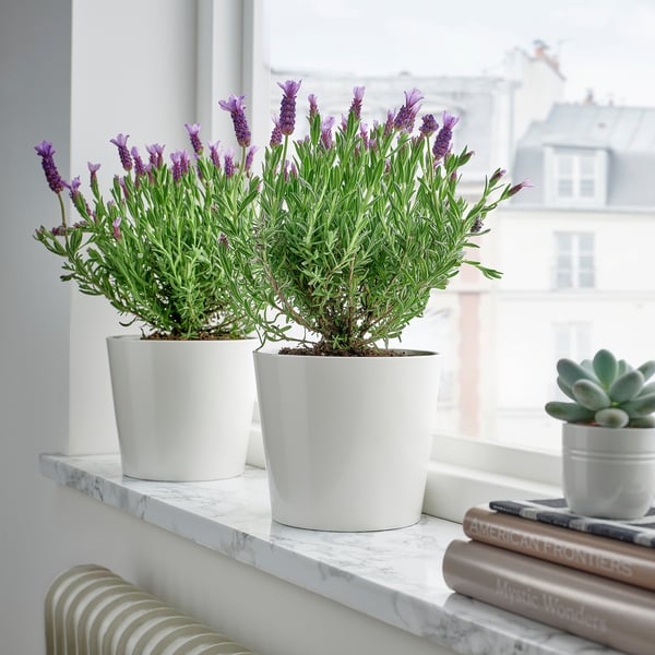Two lavenders in white pots on a marble shelf with books and a succulent, window light highlighting purple flowers and green leaves.