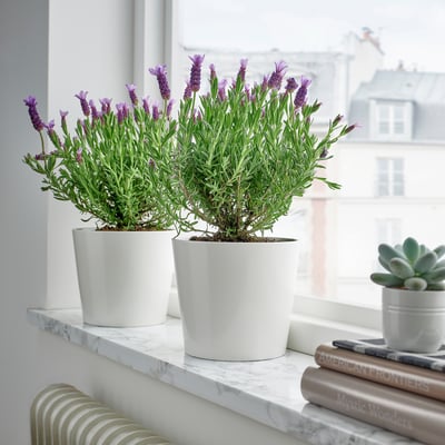 Two lavenders in white pots on a marble shelf with books and a succulent, window light highlighting purple flowers and green leaves.