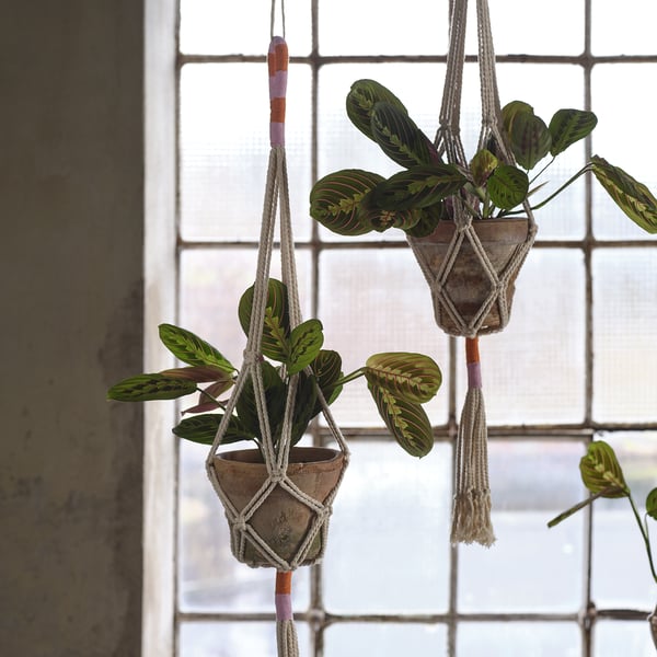 Two potted plants hang from macramé ropes near a window. The natural light illuminates the green, striped leaves, enhancing their vividness.