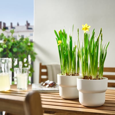 Yellow NARCISSUS plants in white pots on wooden table outdoors with lemonade and city background.