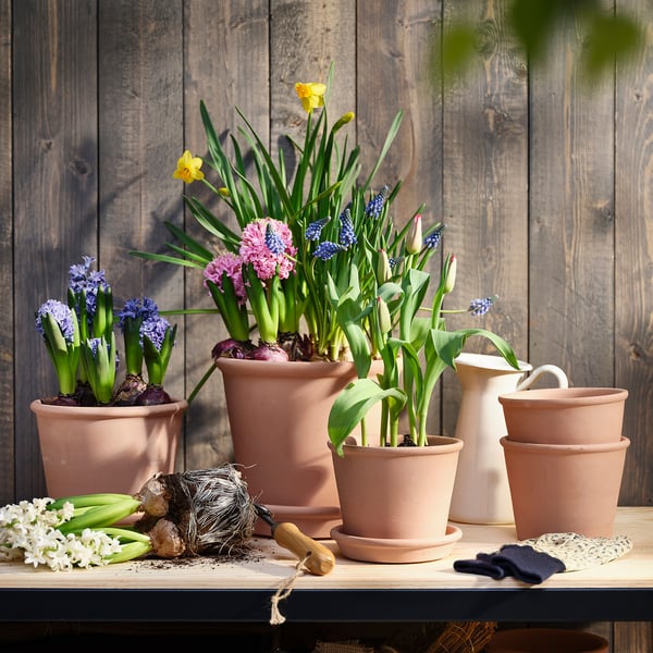 Four terracotta pots with colourful plants. Daffodils, hyacinths, gloves, tools, and wooden wall.