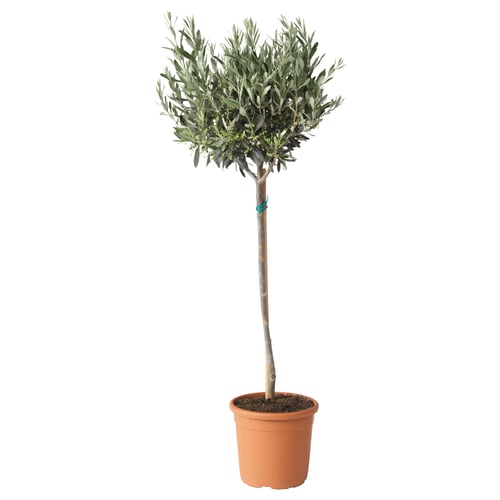 Olive tree: potted indoor plant with small round canopy, grey-green leaves, and grey-brown trunk.