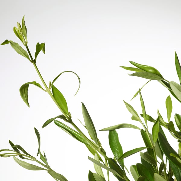 Vibrant green leaves of a healthy potted plant against a bright white background, showcasing freshness and vitality.