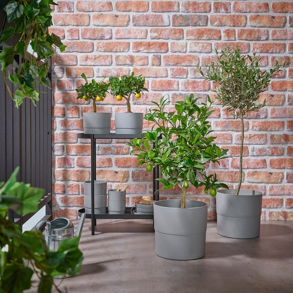 Modern patio with potted OLEA EUROPAEA. Sizes vary, stand and watering can. Or patio with OLEA EUROPAEA in pots. Sizes vary, tools nearby.