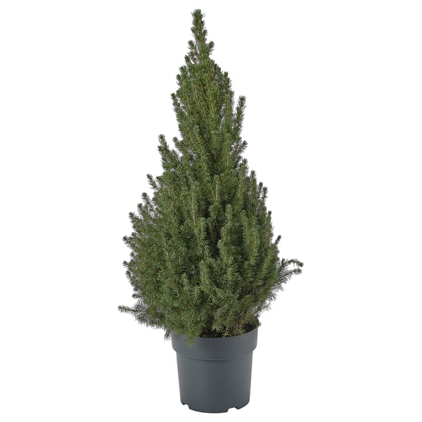 PICEA GLAUCA CONICA Potted plant, White spruce, 23 cm