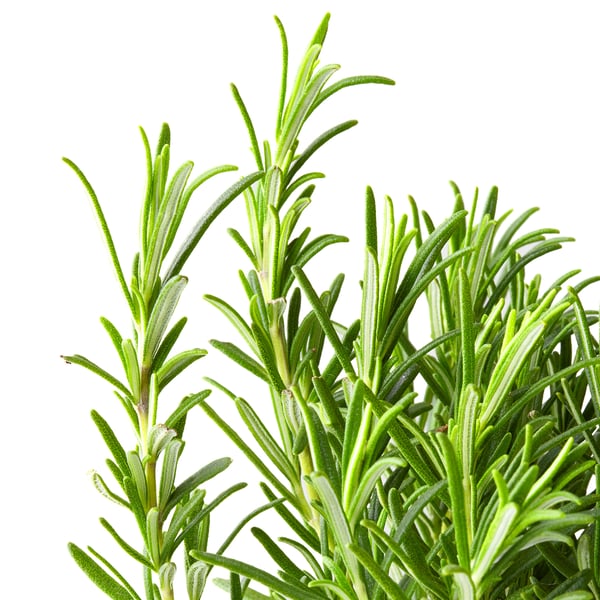 Fresh rosemary plant; vibrant green leaves, healthy and fresh, isolated on white background.