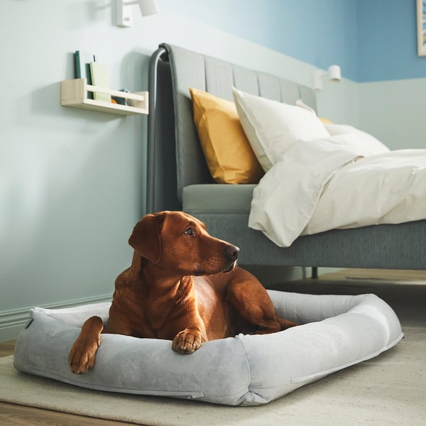 Dog resting in a soft, supportive UTSÅDD bed in a cosy bedroom.