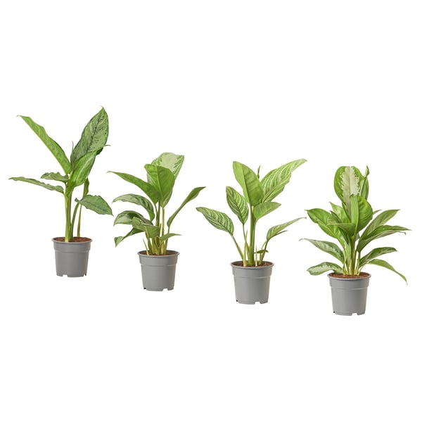 Fire AGLAONEMA-planter i potter med grønne og hvide blade i grå plastikpotter arrangeret på række.