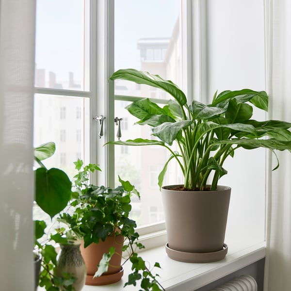 Tre potteplanter i vindueskarmen, den største er AGLAONEMA.