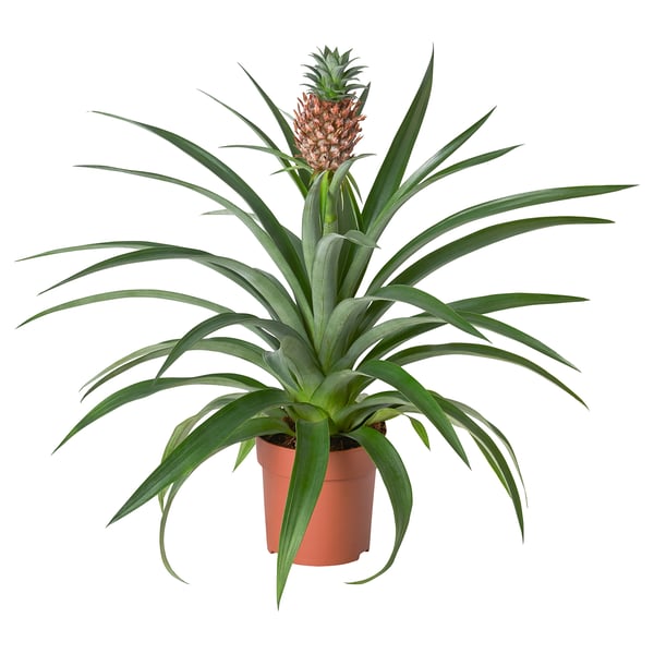Ananas i potte med grønne blade og spirende frugt.