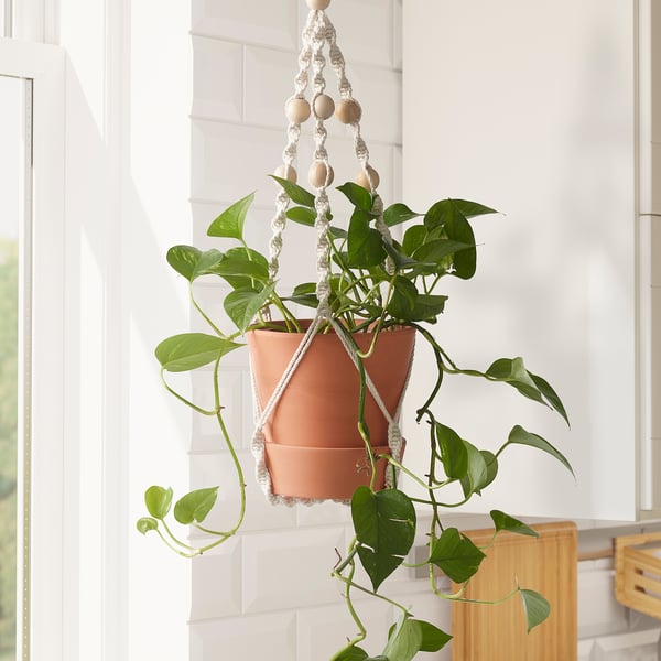 Hængende terracotta planter med grønne vinstokke, holdt af en stor, indviklet makramé med træperler, placeret nær vindue, lyst indre.