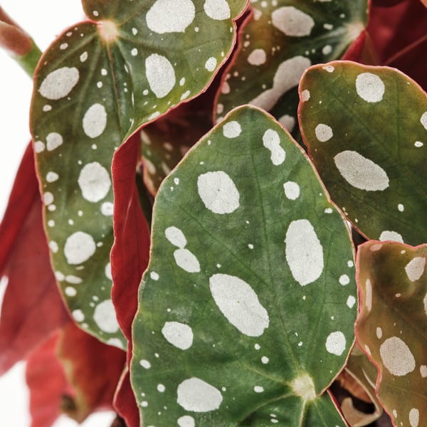 Nærbillede af livlige BEGONIA MACULATA blade, grønne med hvide pletter, dristige røde kanter, livlige, sunde.