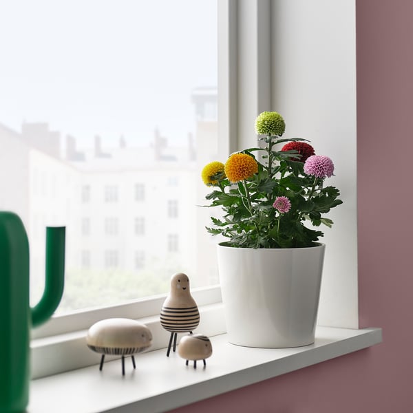 KRYSANTEMUM i en hvid gryde ved vinduet, med tre træfugle på hylden.