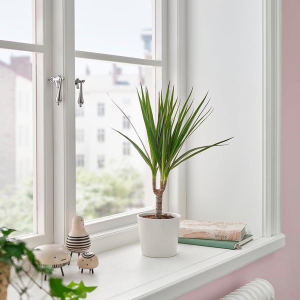 Hvid tærskel rummer små DRACAENA MARGINATA, letplejet plante, får, bøger.